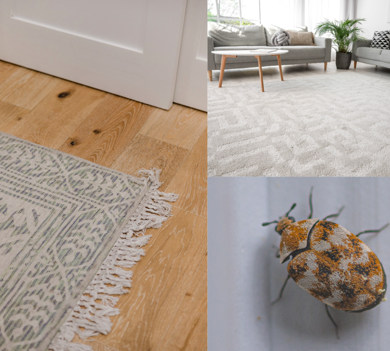 Ein Teppichkäfer krabbelt über helle Fläche, daneben Aufnahmen von hellem Wohnzimmer mit Teppich und Fransenmatte auf Holz. | © Canva/Collage: bildderfrau.de