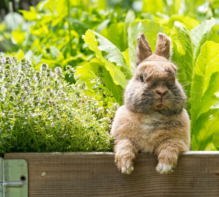 Flauschiges braunes Kaninchen lehnt mit den Pfoten an einem Hochbeet mit Thymian und Salat im sonnigen Garten. | © Adobe Stock/ Claudia Paulussen