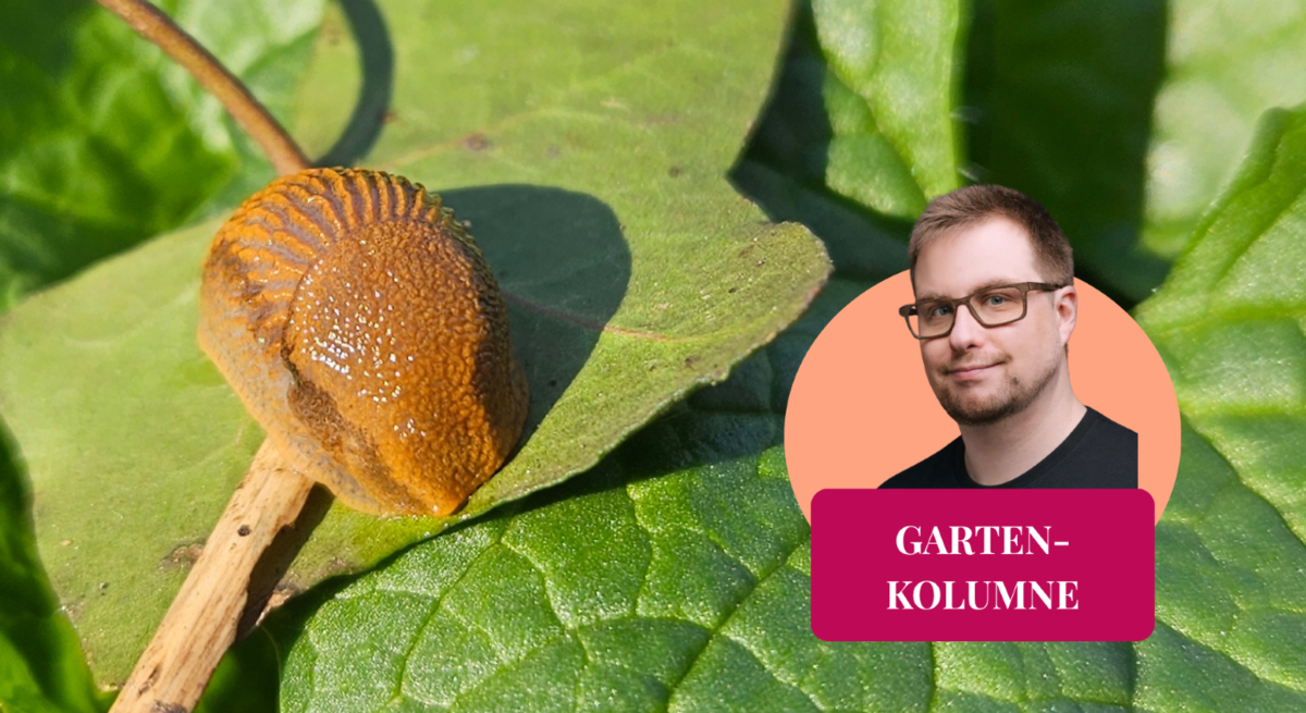 Schnecke im Garten und Redakteur