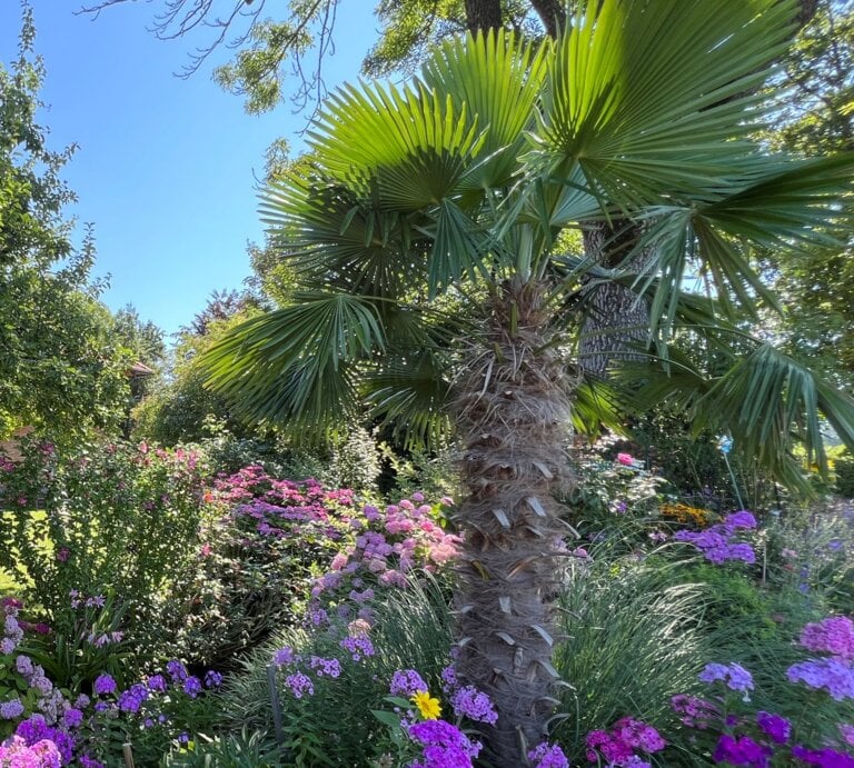 Üppig blühendes Staudenbeet mit pinken und violetten Blumen vor einer Palme, umgeben von Bäumen und sonnigem Rasen. | © GettyImages/Franz Aberham