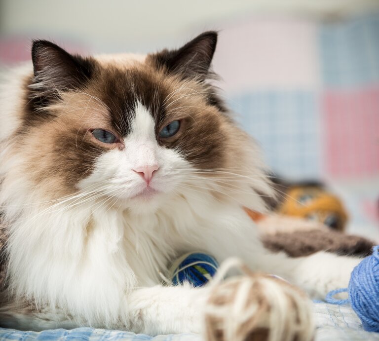 Eine Katze liegt auf einem Bett neben verschiedenen Wollknäueln. | © IMAGO / Pond5 Images