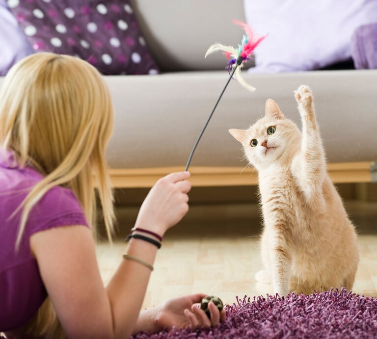Katze mit hellem Fell fixiert eine Federangel und hebt die Pfote, während eine Frau in lila Shirt auf dem Teppich liegt. | © Adobe Stock / DoraZett