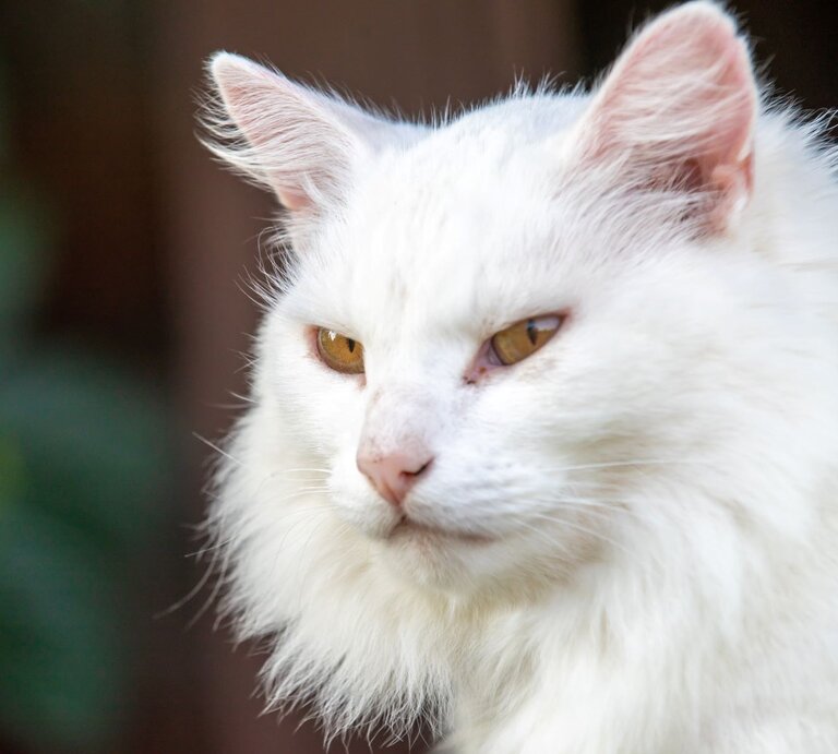 Weiße Katze mit langen Haaren, die aussieht wie eine Maine Coon. Die Katze hat gelbe Augen und einen leicht nachdenklichen Gesichtsausdruck. Ihr Fell ist flauschig und gut gepflegt, und sie scheint draußen zu sein. | © Getty Images / ALFSnaiper