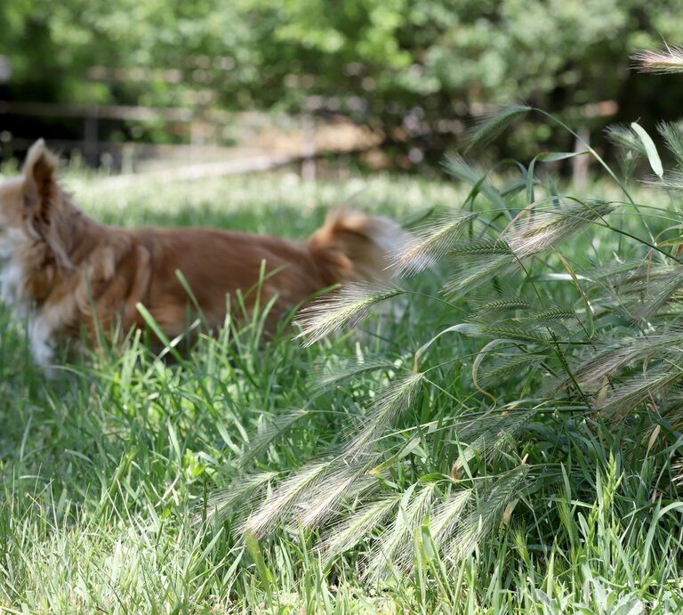Kleiner brauner Langhaarchihuahua steht aufmerksam im hohen Gras vor einem dichten Busch mit wilden Ähren, im lichten Schatten. | © Adobe Stock / Radila