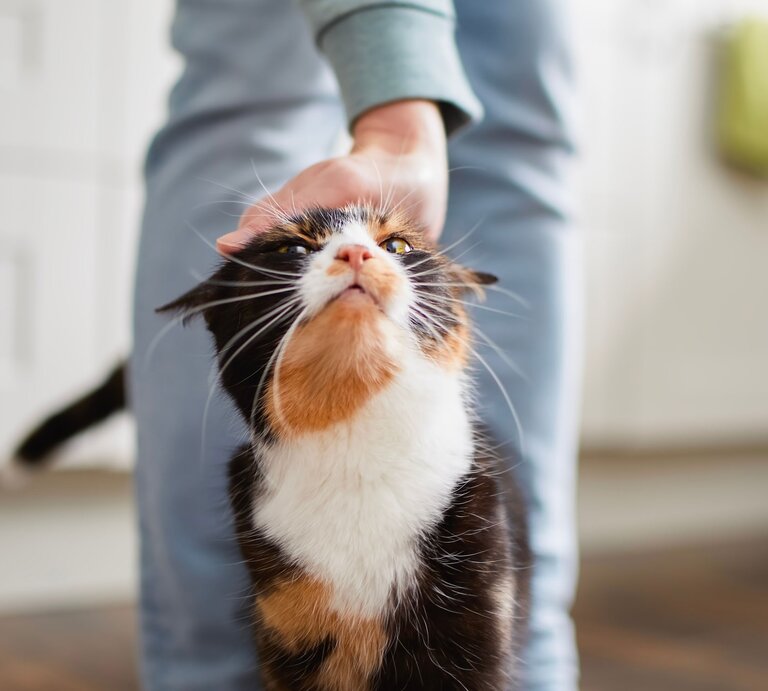 Katze duckt sich beim gestreichelt werden | © Adobe Stock/Chalabala