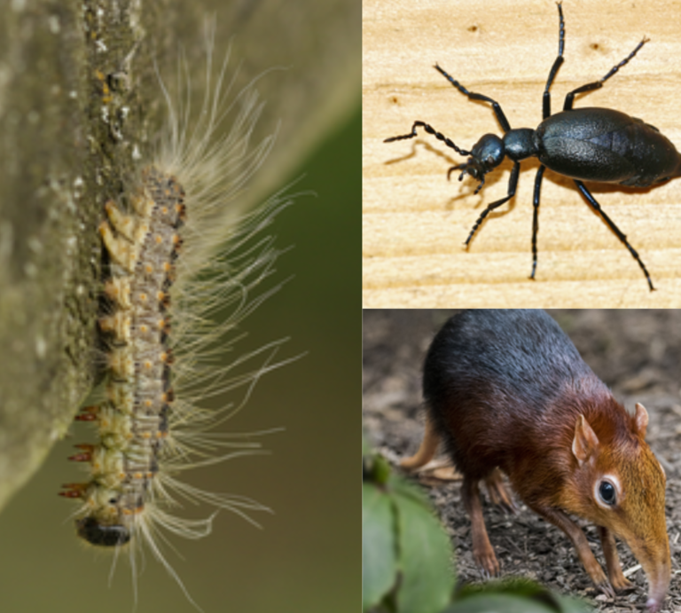 Eine behaarte Raupe kriecht senkrecht an Baumrinde, daneben ein schwarzer Ölkäfer auf Holz und eine Elefantenspitzmaus auf Waldboden. | © GettyImages/sandra standbridge/Arterra/Eileen78 