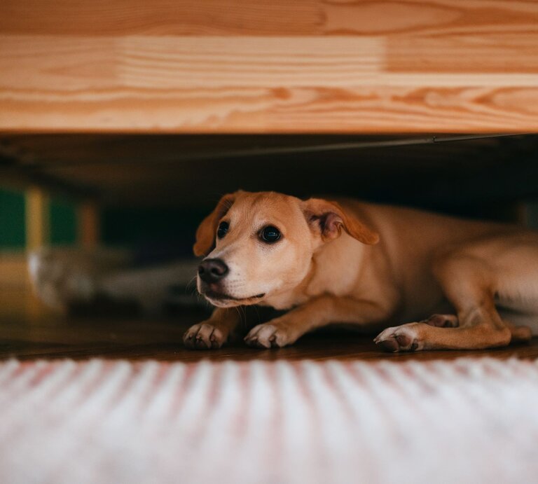  Ein beiger Hund liegt ängstlich unter einem Holzbett auf einem Holzboden, im Hintergrund sind unscharf grüne Wände zu sehen. | © GettyImages/miniseries