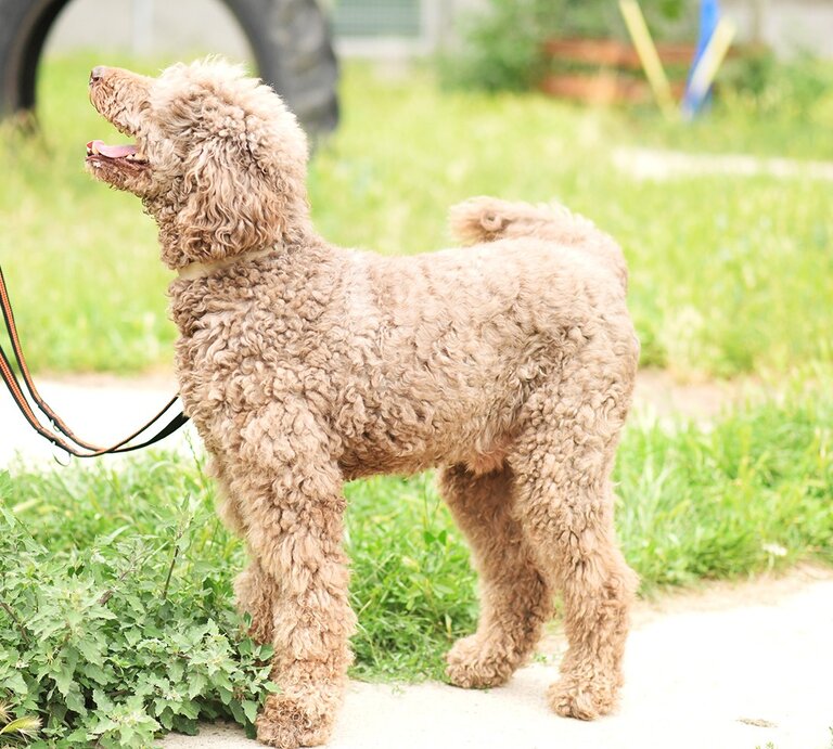 Hund Ludwig, ein Großpudel aus dem Berliner Tierheim | © Tierheim Berlin