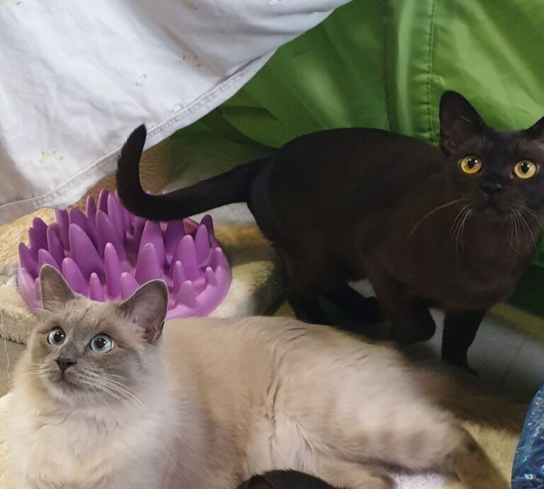 Alfi, Luise & Amaya, drei Burma-Katzen aus dem Berliner Tierheim | © Tierheim Berlin