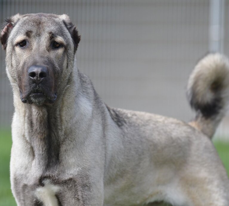 Hund Spencer, ein Kangal aus dem Berliner Tierheim | © Tierheim Berlin