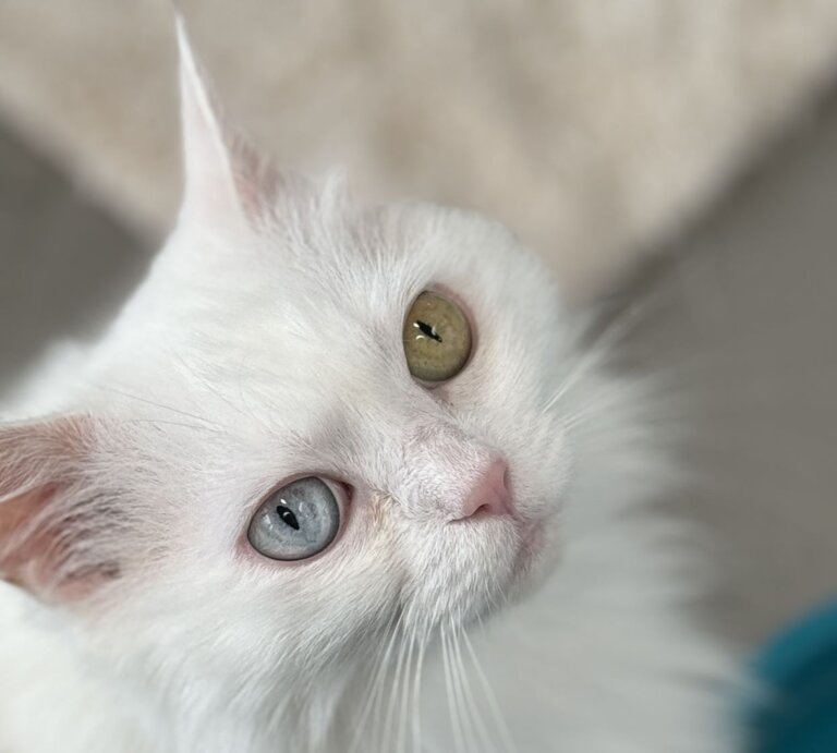 Katze Tabea, eine Türkisch Van aus dem Berliner Tierheim | © Tierheim Berlin