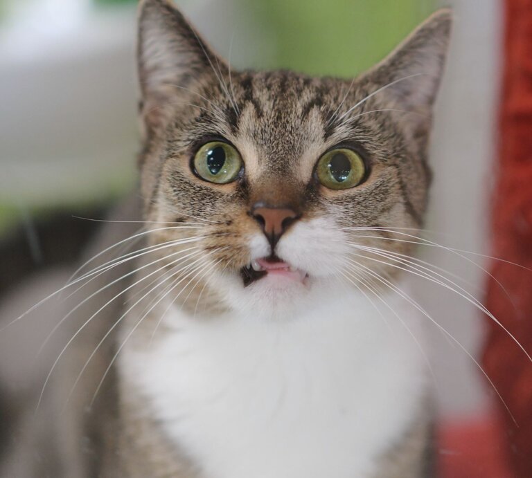 Katze Sunna aus dem Tierheim Berlin | © Tierheim Berlin