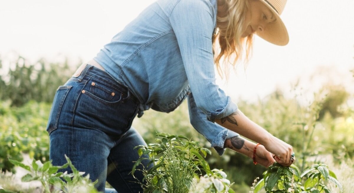  Frau, die in einem Kräutergarten kniet und Pflanzen pflegt. Sie trägt lässige Kleidung – eine hellblaue Jeansjacke und dunkelblaue Jeans – und hat einen strohfarbenen Hut auf, der ihr Gesicht vor der Sonne schützt. 
