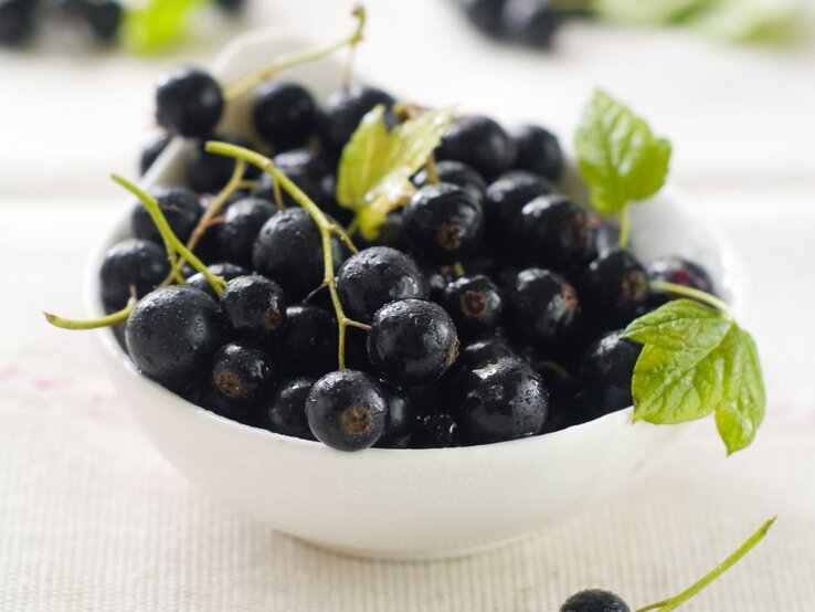 Schale mit frischen schwarzen Johannisbeeren – eine der Vitamin-C-reichsten Beeren mit antioxidativer Wirkung. | © Getty Images/ Wiktory via Canva.com