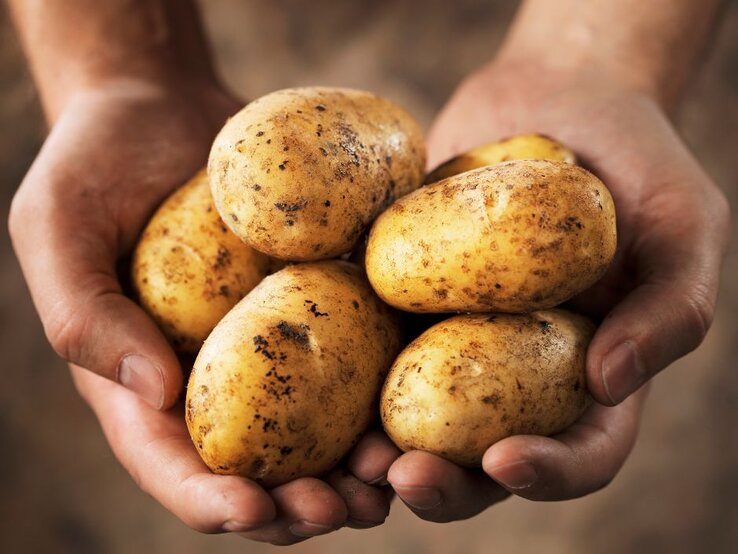 Frische, ungewaschene Kartoffeln in Händen gehalten – natürliche Quelle für Vitamin C und Energie. | © Getty Images Pro/ stocksnapper via Canva.com