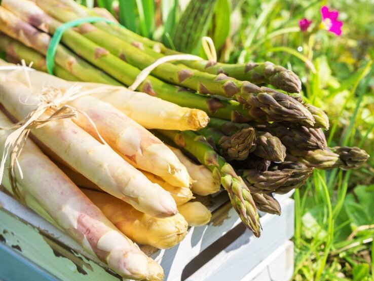 Bund weißer und grüner Spargel auf einer Holzkiste im sonnigen Garten. Ausführlich: Bündel weißer und grüner Spargelstangen liegen auf einer rustikalen Holzkiste im Freien, warmes Sonnenlicht und grüner Hintergrund.