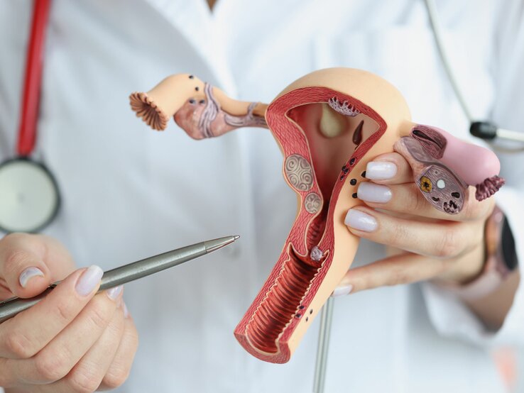 Hand einer Medizinerin zeigt Uterus und Eierstöcke an einem Modell