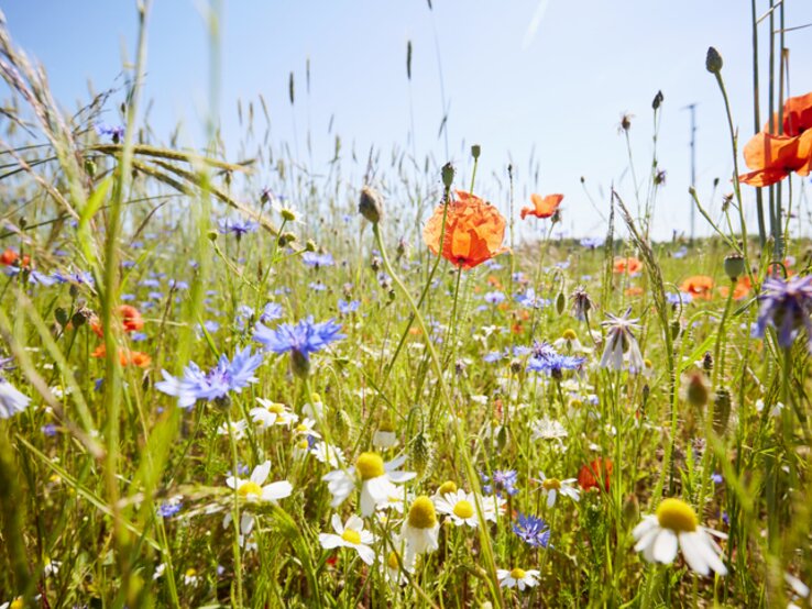 Wildblumenwiese mit Kamillenblüten, Mohnblumen und Kornblumen im Sommer.
