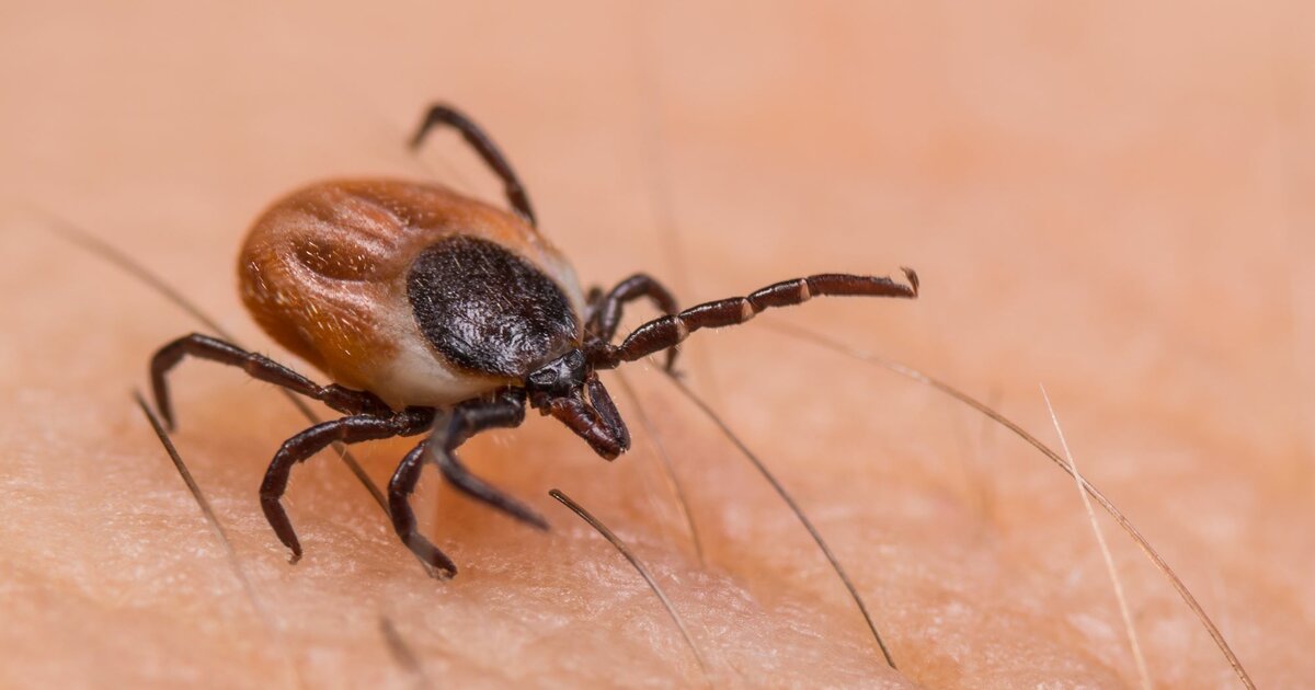30+ Mittel Gegen Parasiten Im Teich, Alparex® wirkt gegen