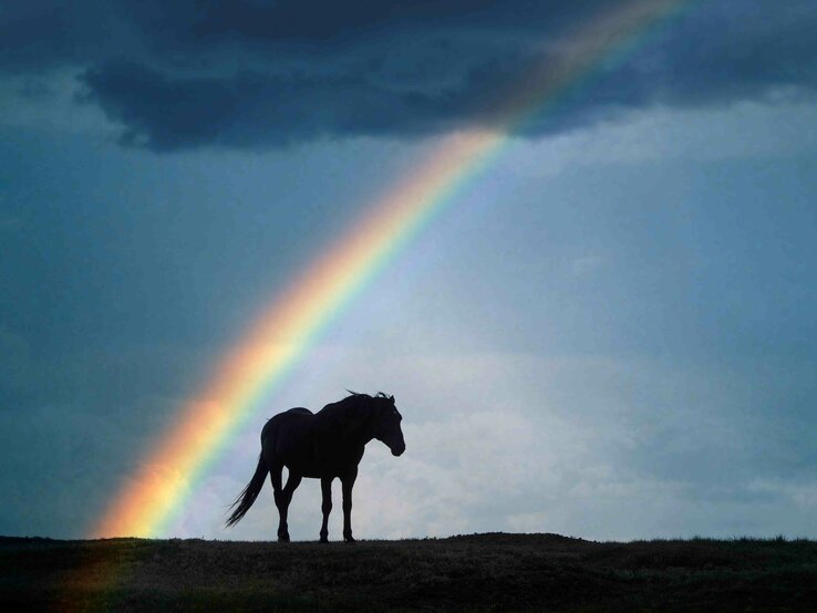 Pferd das im Dunkeln läuft und von einem Regenbogen umgeben ist.