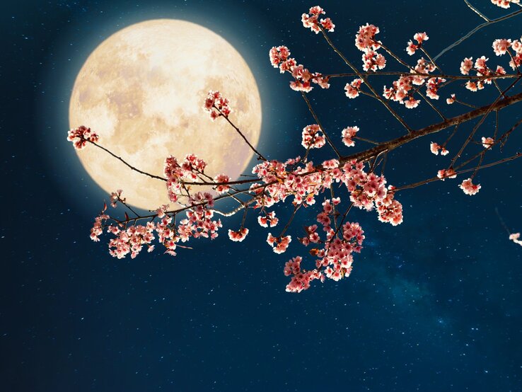 mondzyklus-erklaert.jpg Ein Vollmond vor einem schwarzen Himmel. Davor die Äste eines blühendes Kirschbaumes.