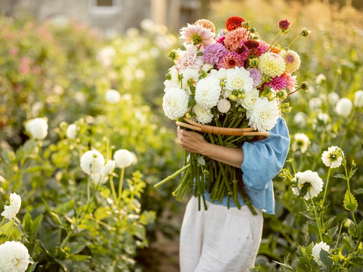 Eine Frau auf einer Blumenwiese, die einen Blumenstrauß in ihren Armen hält, der ihren Oberkörper und Kopf vollständig verdeckt. In dem Blumenstrauß sind weiße, rote und pinkfarbene Dahlien.