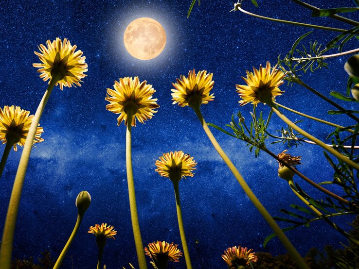 mondhoroskop-august-2025.jpg Gelbe Blumen aus der Froschperspektive vor tiefblauem Sternenhimmel mit leuchtendem Vollmond.