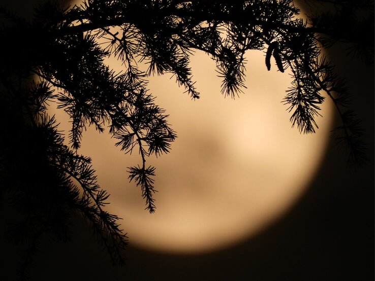 Silhouette dunkler Nadelbaumzweige vor einer großen, warm leuchtenden Vollmondscheibe in der Nacht.