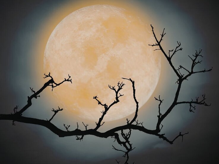 Ein großer, gelblicher Vollmond leuchtet im Nachthimmel, umgeben von einem sanften, diffusen Lichtschein. Im Vordergrund ist die Silhouette eines kahlen, verzweigten Baumes zu sehen, dessen dunkle Äste sich kontrastreich vor dem Mond abheben.