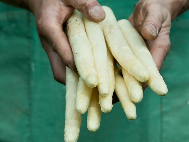 Frischer Spargel in Händen liegend