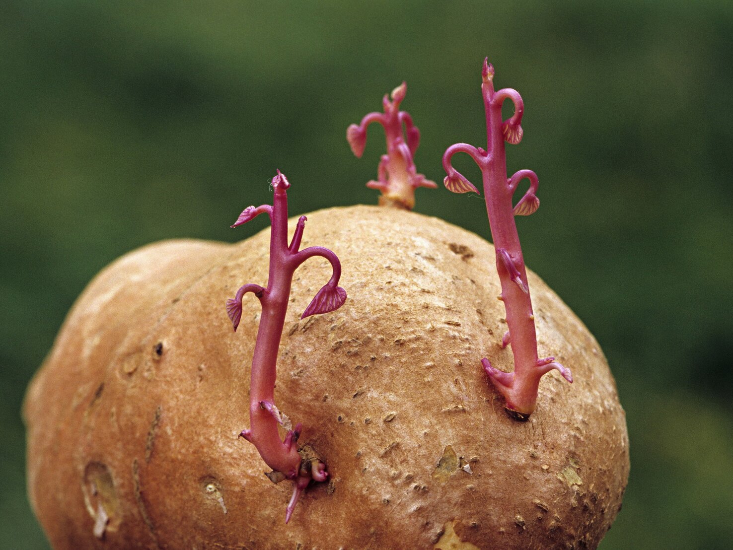 Kartoffeln: Knusprig dank dieser besonderen Zutat!