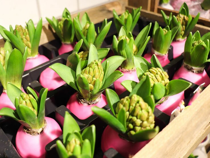 Hyazinthenknollen, die in leuchtendes pinkes Wachs getaucht sind, zeigen ihre grünen Triebe und Blütenansätze. Sie sind in einem schwarzen Tablett angeordnet, das kontrastreich zu den hellen Pflanzen und dem kräftigen Wachs steht. 