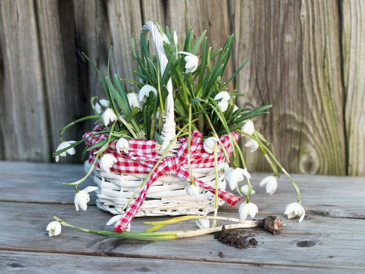  Ein Weidenkorb, gefüllt mit frisch gepflückten Schneeglöckchen, umwickelt mit einem rot-weiß karierten Band, steht auf einer verwitterten Holzoberfläche vor einer Holzwand. Einige Blumen neigen sich über den Rand des Korbs, und ein paar Blüten liegen auf dem Holzboden, was auf eine kürzlich erfolgte Ernte hinweist.
