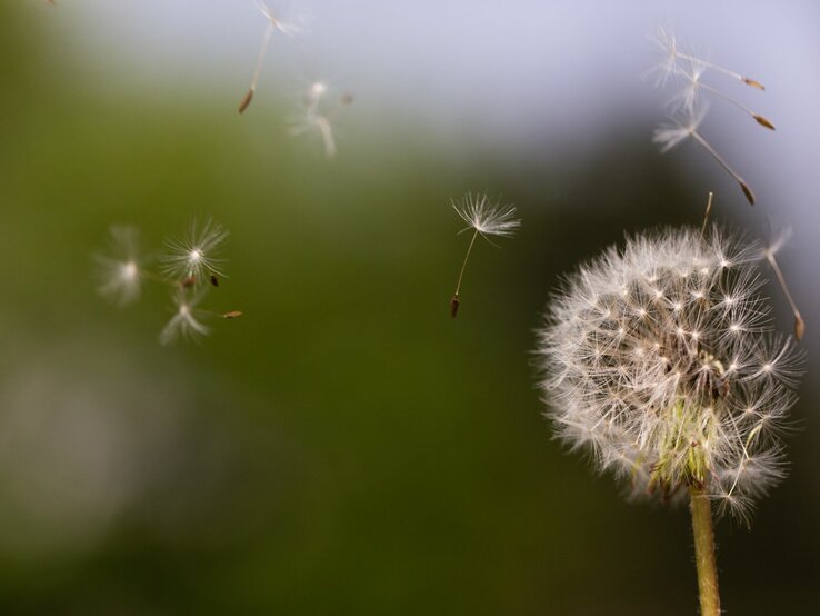 Pusteblume im Fokus mit schwebenden Samen vor unscharfem grünen Hintergrund.