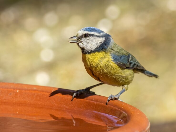 Bunter Blaumeise auf einer Vogeltränke, umgeben von einem unscharfen, grünen Hintergrund.