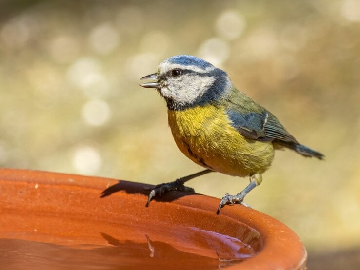 Vogeltränke DIY Bunter Blaumeise auf einer Vogeltränke, umgeben von einem unscharfen, grünen Hintergrund.