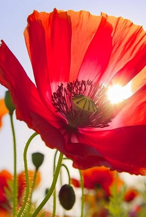 Eine leuchtend rote Mohnblume im Gegenlicht der Sonne, umgeben von weiteren Mohnblumen vor klarem Himmel.