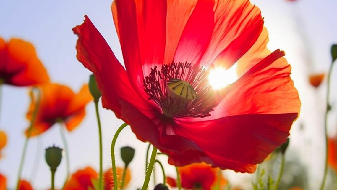 Eine leuchtend rote Mohnblume im Gegenlicht der Sonne, umgeben von weiteren Mohnblumen vor klarem Himmel.