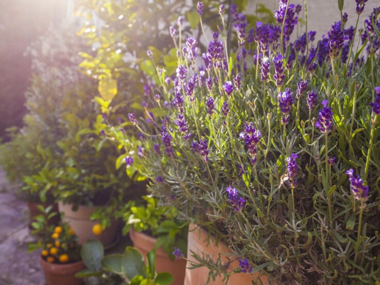Blühender Lavendel in Terrakottatöpfen im Sonnenlicht, flankiert von grünen Pflanzen und einem gepflasterten Gartenweg.