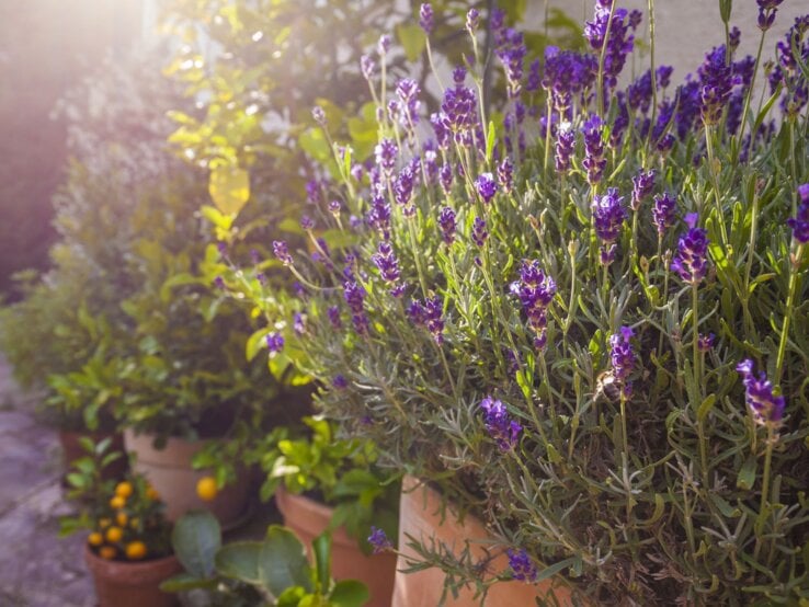 Basteln mit Lavendel Blühender Lavendel in Terrakottatöpfen im Sonnenlicht, flankiert von grünen Pflanzen und einem gepflasterten Gartenweg.