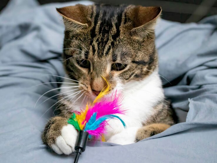 Katzenspielzeug selbst machen, Katzenspielzeug selbst bauen, Katzenspielzeug selbst basteln, DIY-Katzenspielzeug Getigerte Katze mit weißen Pfoten spielt aufmerksam mit einem bunten Federspielzeug auf einer grauen Decke.