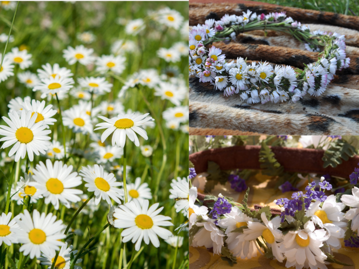 Drei florale Motive zeigen Gänseblümchen auf einer Wiese, einen geflochtenen Kranz aus Wiesenblumen und ein DIY-Krönchen mit Veilchen.