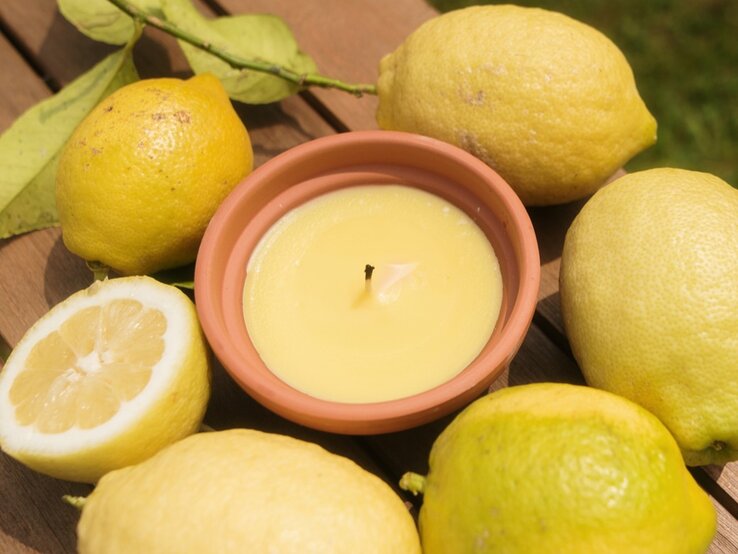 Mückenschreck: So machst du eine Citronella Kerze selber Zu sehen ist eine Kerze umgeben von Zitronen