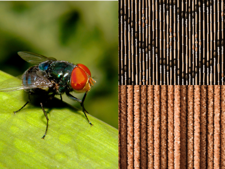 Nahaufnahme einer Schmeißfliege mit roten Facettenaugen auf grünem Blatt, daneben Perlen- und Fransenfliegenschutz-Vorhänge.
