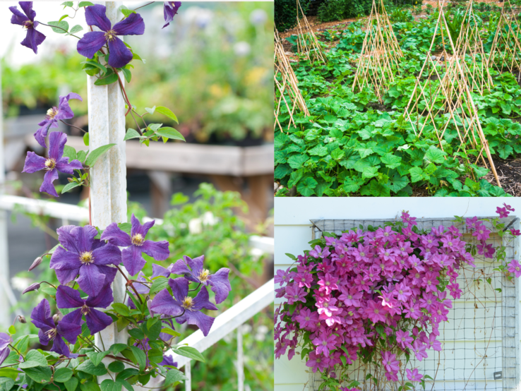 Lila Clematis-Blüten ranken an einem weißen Gitter, daneben ein Gemüsebeet mit Rankhilfen und pinke Clematis an Hauswand.