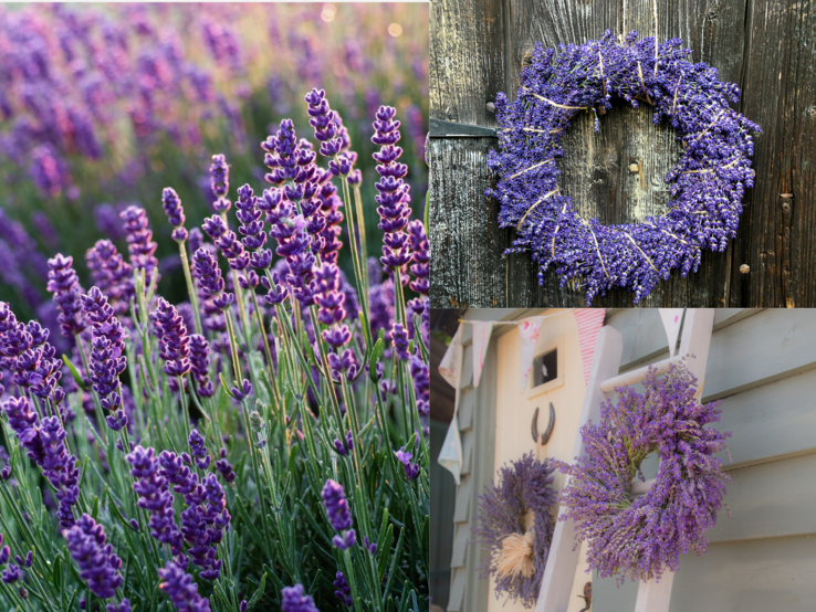 DIY-Türkranz Lavendel Blühendes Lavendelfeld im Sonnenlicht, daneben zwei Lavendelkränze an alter Holzwand und weißer Leiter dekorativ arrangiert.