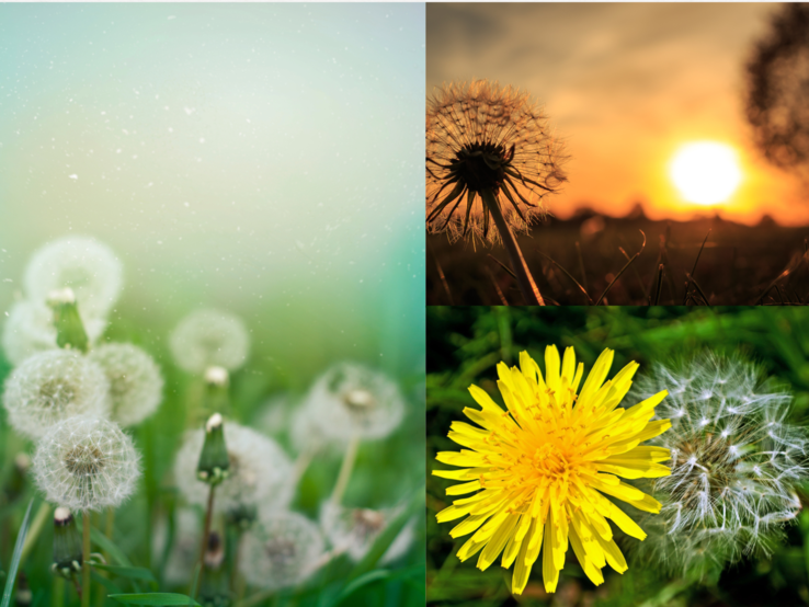 Pusteblume DIY Mehrere Pusteblumen auf Wiese, eine im Sonnenuntergang und daneben ein gelber Löwenzahn neben einer filigranen Samenkrone.