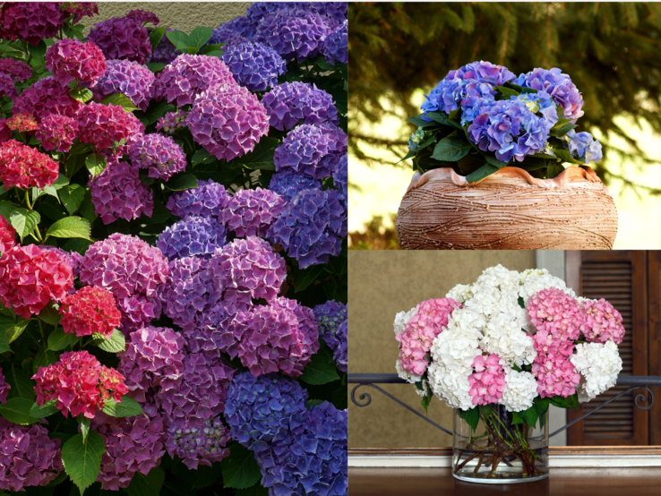 Hortensien Deko DIY Hortensien in Rot, Blau und Rosa blühen im Garten, im Tontopf und frisch geschnitten in einer Vase auf einem Tisch im Innenraum.