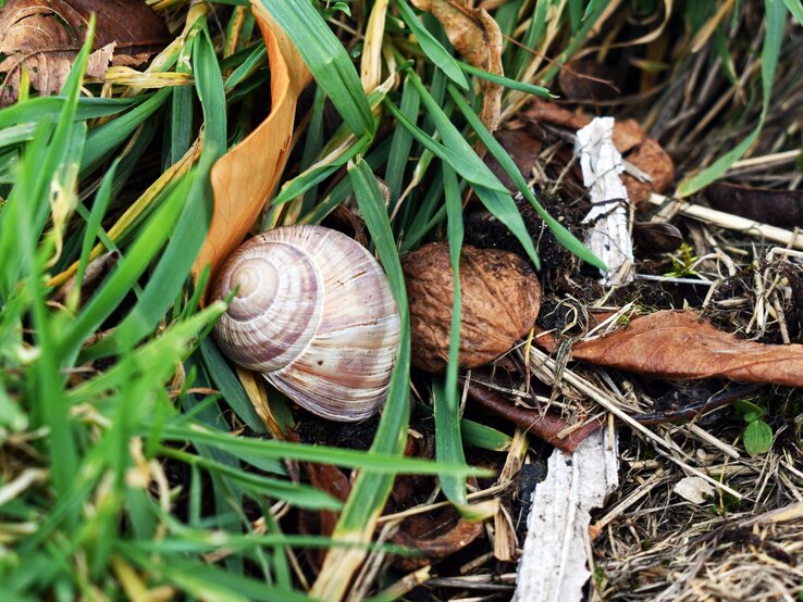 Schneckenhaus Schnecken Basteln DIY Weinbergschnecke mit hellbraunem, gestreiftem Gehäuse ruht zwischen grünem Gras, Walnüssen und trockenem Laub.
