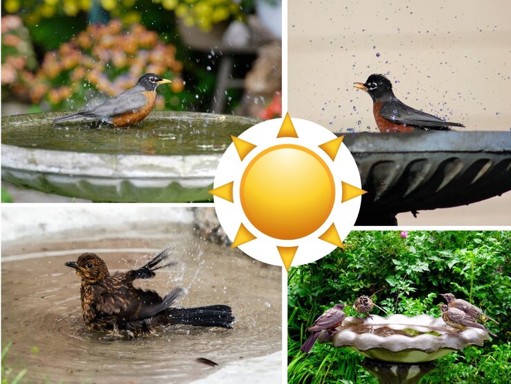 Vogeltränke DIY Upcycling Basteln Sommer Collage von badenden Singvögeln in Vogeltränken an sonnigen Tagen, umgeben von Pflanzen und bunten Hintergründen.